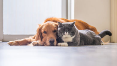 pet