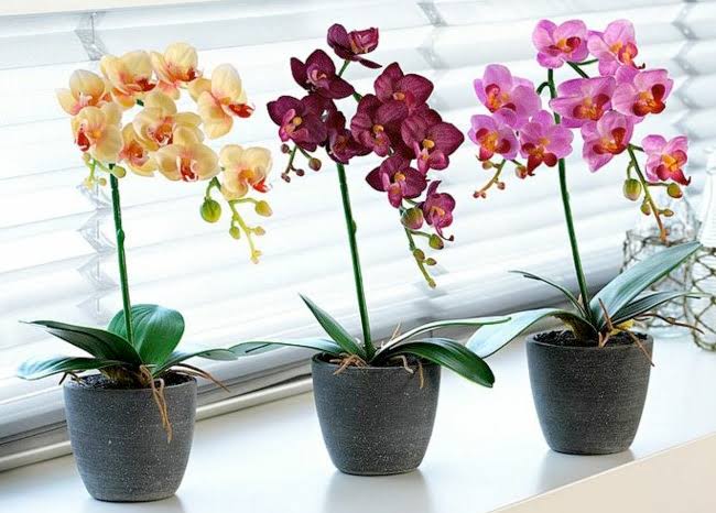 cultivar orquídeas