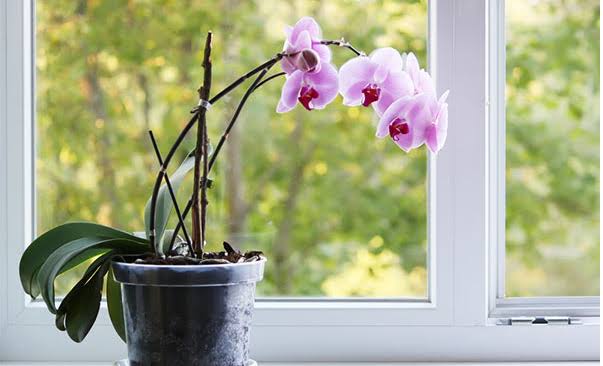 cultivar orquídeas