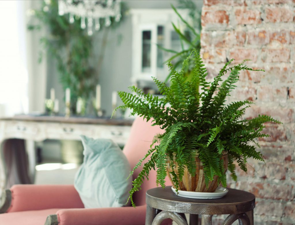 plantas 