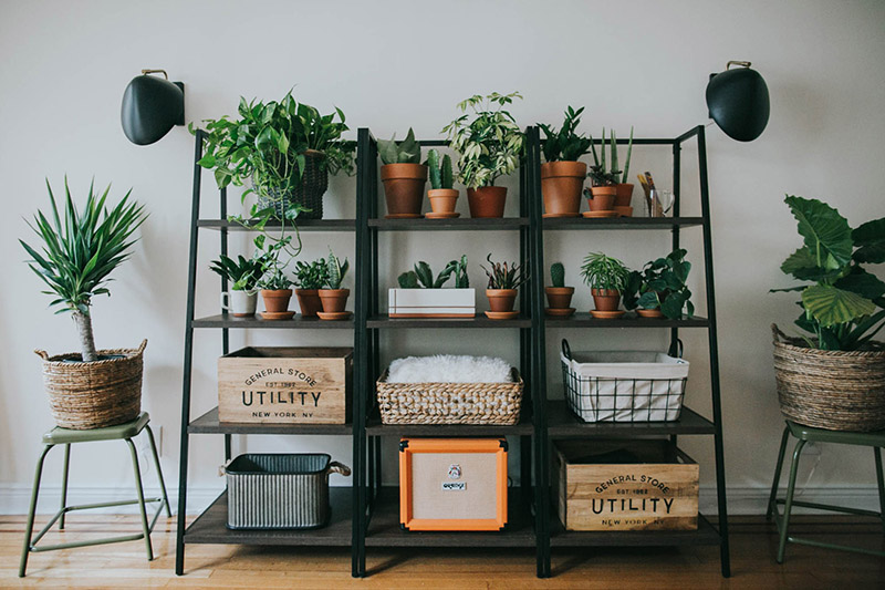 plantas 